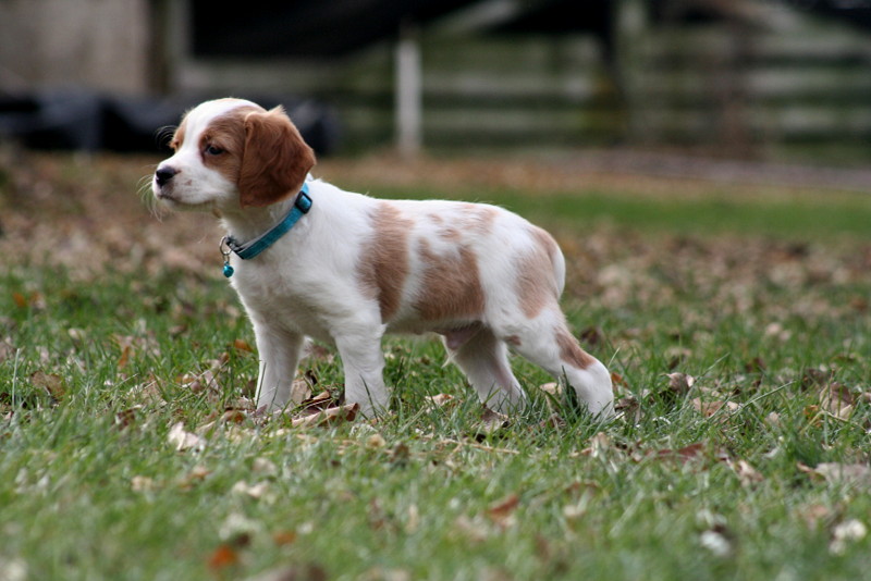 french brittany puppies
