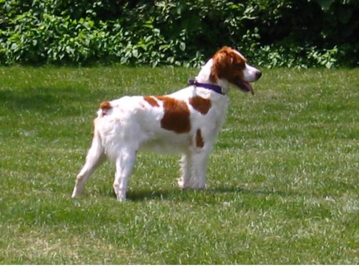 French brittany hot sale temperament