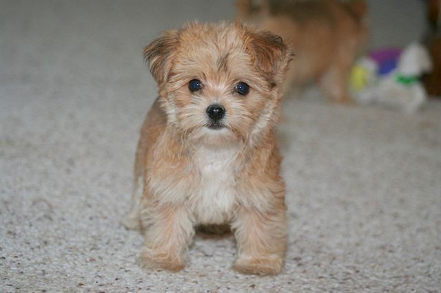 red morkie