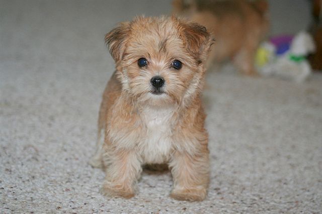 Morkie golden sales