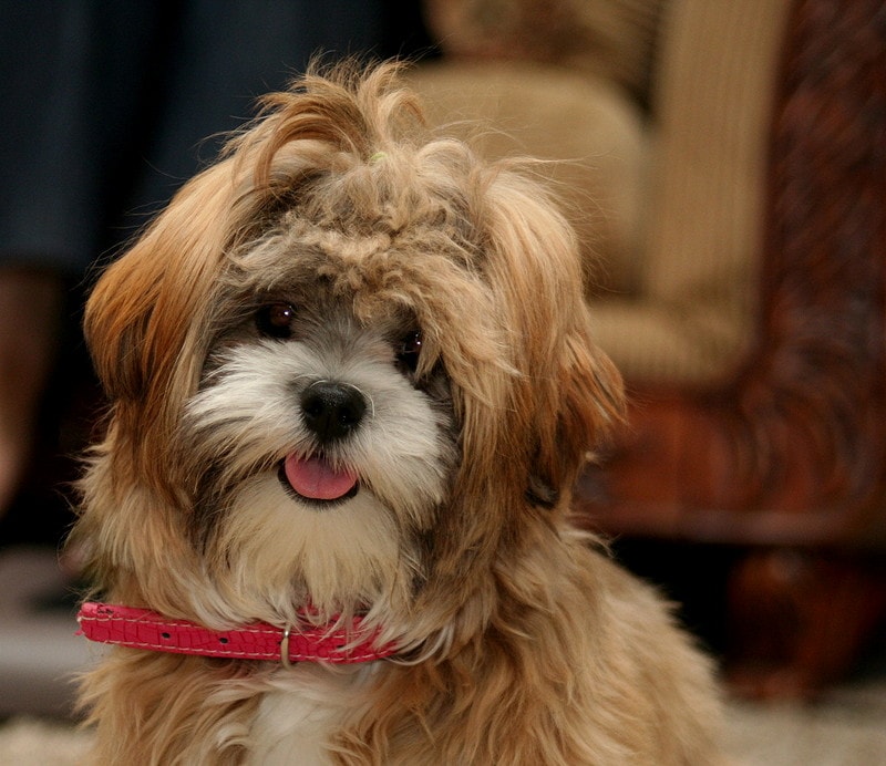 Malshi puppy