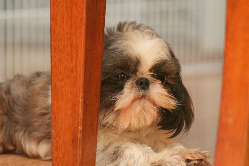 Shih Tzu puppy