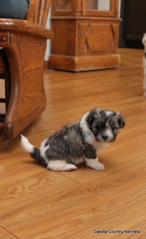 Cammy the Shorkie