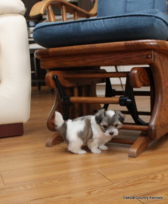 Cash the Shorkie