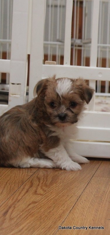 Lucy the Shorkie