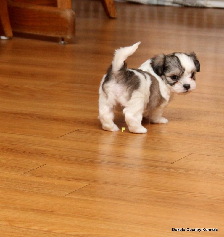 Paris the Shorkie