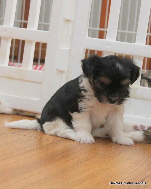 Tango the Shorkie
