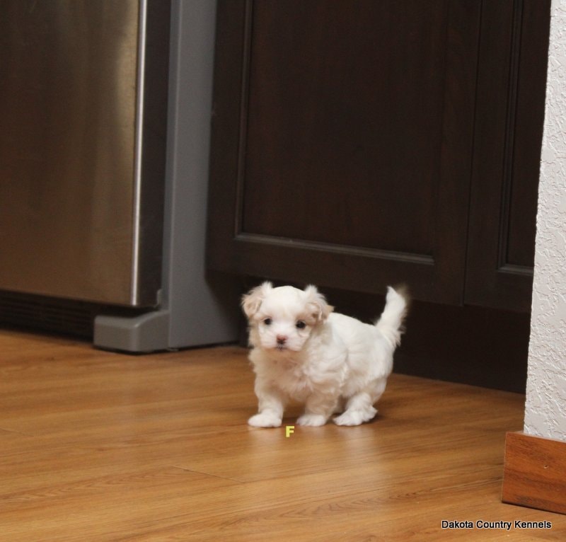 Tawni the Shorkie
